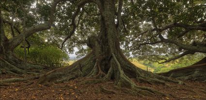 Norfolk Island Banyan - NSW T (PBH4 00 12035)
